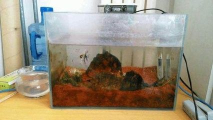 敞開式魚缸能養什么魚：敞開式魚缸適合養什么魚？