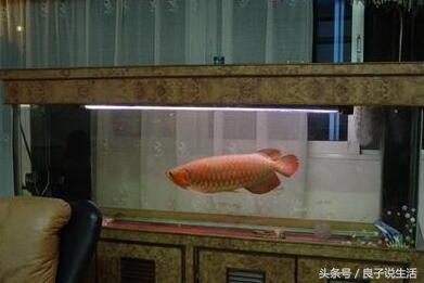 銀龍魚象征(銀龍魚寓意)