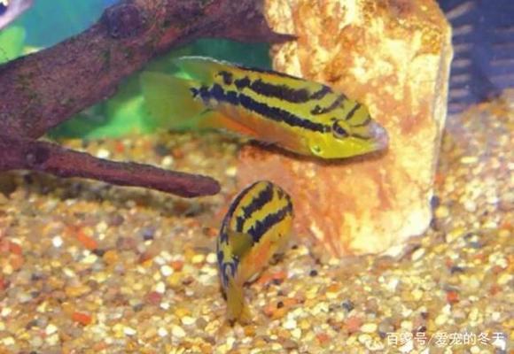 虎魚能吃蟋蟀不？