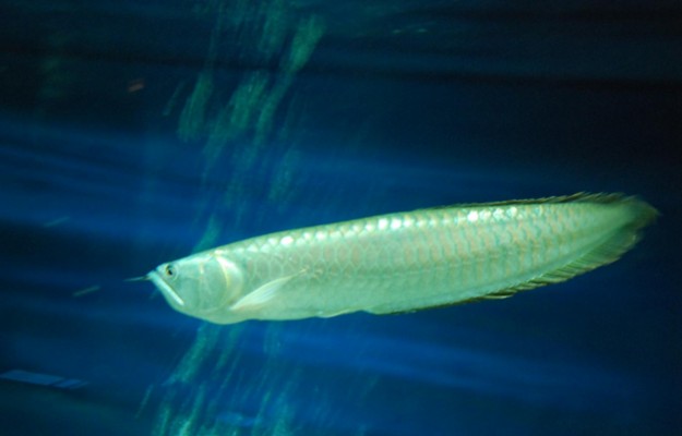 廣州定制魚缸尺寸選擇合適的魚缸尺寸是養魚成功的關鍵之一：如何在廣州定制魚缸 廣州定制魚缸尺寸選擇合適的魚缸尺寸是養魚成功的關鍵之一：如何在廣州定制魚缸 魚缸百科 第2張