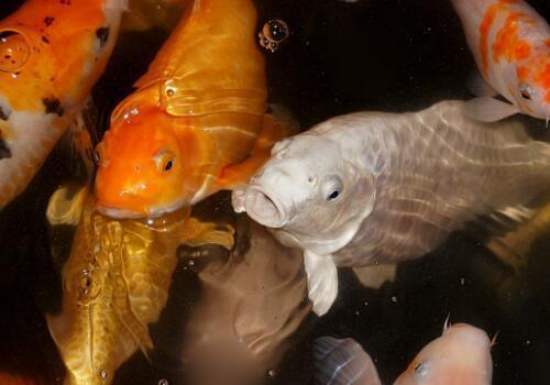 養(yǎng)銀龍魚的水有什么要求(養(yǎng)銀龍魚的水有什么要求嗎)