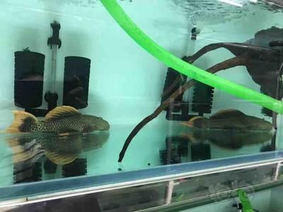 銀龍魚爛尾巴怎么治療好的快(銀龍魚爛尾巴怎么治療好的快呢)
