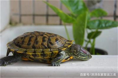 成魔了藍眼虎魚