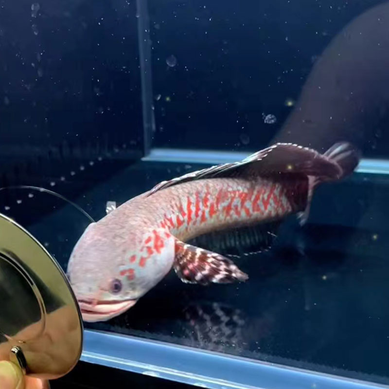 銀龍魚苗怎么養殖方法圖解(銀龍魚苗怎么養殖方法圖解大全) 銀龍魚苗怎么養殖方法圖解(銀龍魚苗怎么養殖方法圖解大全) 銀龍魚百科 第2張