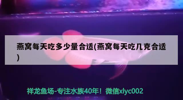 美短魚骨刺與虎斑區別（美短魚骨刺和標斑的區別） 美短魚骨刺與虎斑區別（美短魚骨刺和標斑的區別） 虎魚百科 第1張