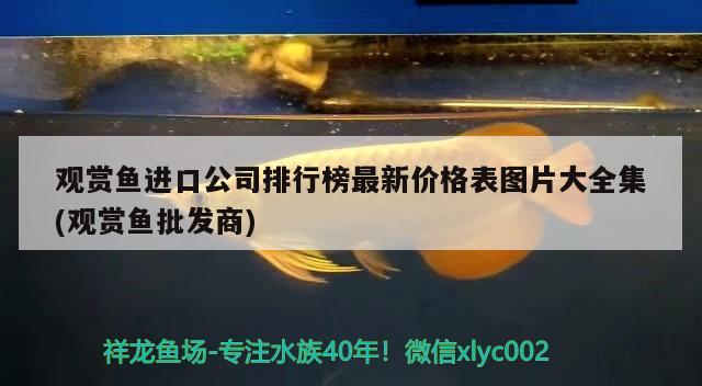 美短魚骨刺與虎斑區別（美短魚骨刺和標斑的區別） 美短魚骨刺與虎斑區別（美短魚骨刺和標斑的區別） 虎魚百科 第3張