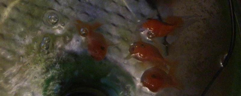 龍魚魚缸背景顏色，如何選擇適合龍魚的燈光，龍魚的背景顏色的心理效應(yīng)