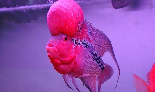 魚缸循環水系統原理了解魚缸循環水系統的原理原理：反沖洗魚缸底部過濾安裝