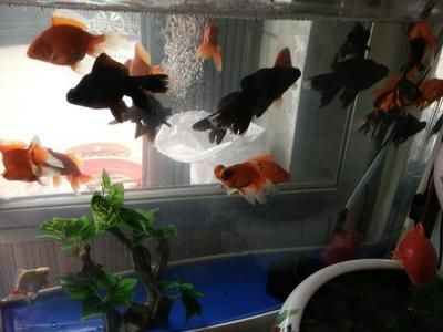 銀龍魚適合多少度水溫養(yǎng)殖(銀龍魚多少度水養(yǎng)最好)