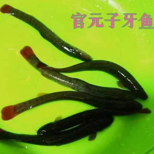 類似泥鰍的一種魚叫什么魚，三農小毛,長得像泥鰍,背上有“刀”而遭人嫌棄,如今卻賣百元1斤
