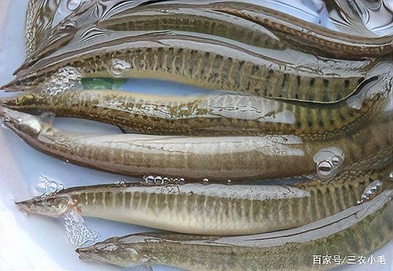 類似泥鰍的一種魚叫什么魚，三農小毛,長得像泥鰍,背上有“刀”而遭人嫌棄,如今卻賣百元1斤