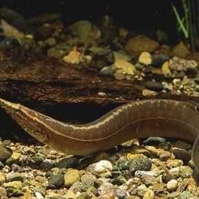 類似泥鰍的一種魚叫什么魚，三農小毛,長得像泥鰍,背上有“刀”而遭人嫌棄,如今卻賣百元1斤
