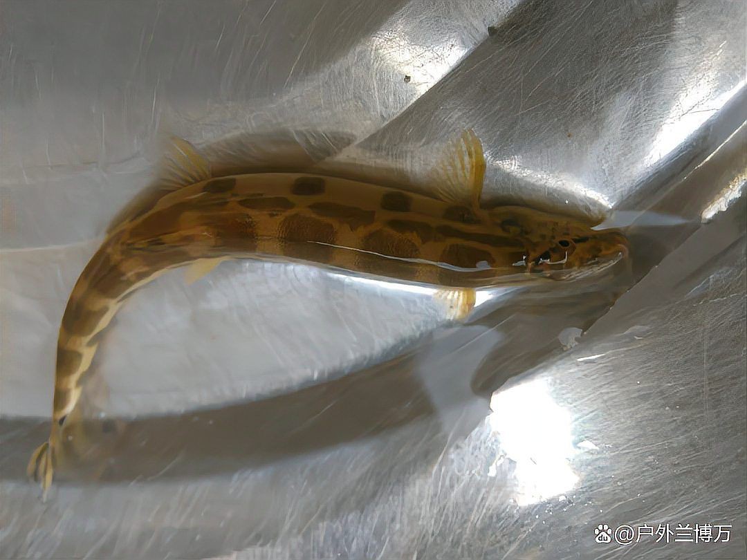 類似泥鰍的一種魚叫什么魚，三農小毛,長得像泥鰍,背上有“刀”而遭人嫌棄,如今卻賣百元1斤