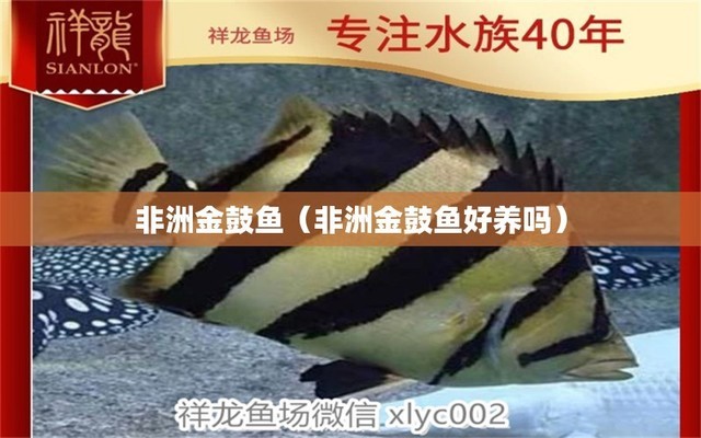 大魚缸用什么水養(yǎng)魚好看：大魚缸養(yǎng)魚時(shí)使用的水質(zhì)調(diào)節(jié)劑調(diào)整至適合你的觀賞魚 大魚缸用什么水養(yǎng)魚好看：大魚缸養(yǎng)魚時(shí)使用的水質(zhì)調(diào)節(jié)劑調(diào)整至適合你的觀賞魚 魚缸百科 第2張