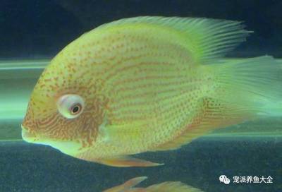 觀賞魚缸燈的使用魚缸生態系統平衡的重要步驟是平衡的重要步驟：如何合理使用魚缸燈 觀賞魚缸燈的使用魚缸生態系統平衡的重要步驟是平衡的重要步驟：如何合理使用魚缸燈 魚缸百科 第2張