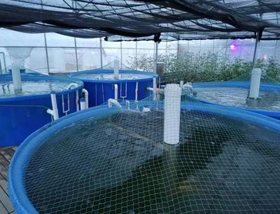 挑選銀龍魚注意事項(銀龍怎么挑)