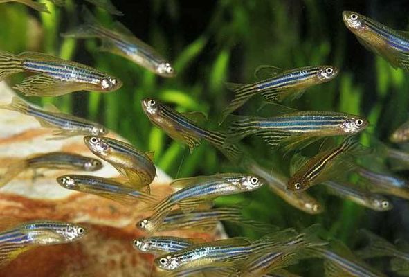 廣州定做大型魚缸的價格范圍較廣：廣州定做大型魚缸價格 廣州定做大型魚缸的價格范圍較廣：廣州定做大型魚缸價格 魚缸百科 第1張
