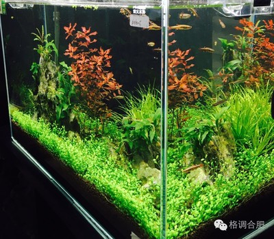 常見(jiàn)淡水觀賞魚(yú)品種：常見(jiàn)淡水觀賞魚(yú)品種介紹