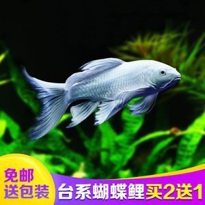 五十公分銀龍魚多少錢(50公分的銀龍魚多少錢)