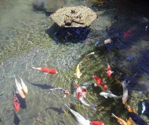 魚缸殺菌燈的正確使用方法有哪些魚缸uv燈正確使用方法：麗愛魚缸殺菌燈正確使用方法有哪些魚缸uv燈正確使用方法