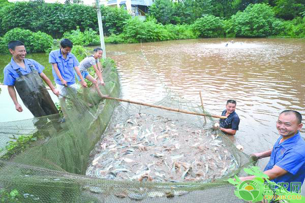 大魚缸怎樣換水最好：大魚缸換水注意事項和注意事項可以幫助你更好地給大魚缸換水