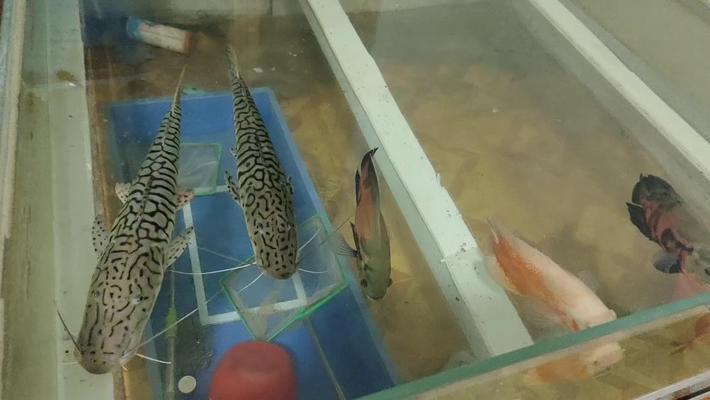 溫縣俏俏水族館（溫縣俏哥餐飲