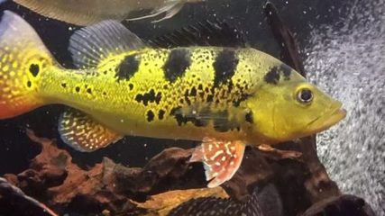 自制魚缸過濾盒自制魚缸過濾盒教程：自制魚缸過濾器教程