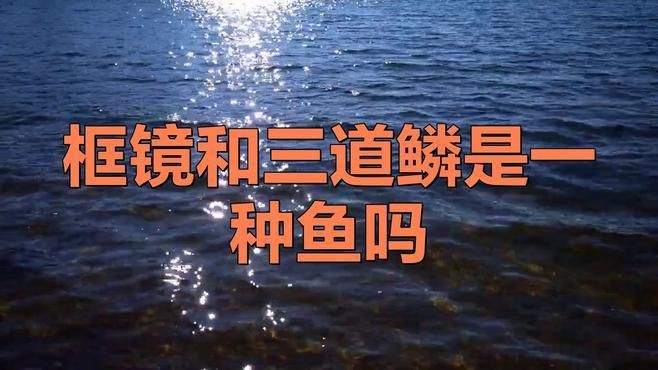 框鏡魚是什么魚【只有一排魚鱗的魚叫什么魚】 框鏡魚是什么魚【只有一排魚鱗的魚叫什么魚】 龍魚百科 第1張