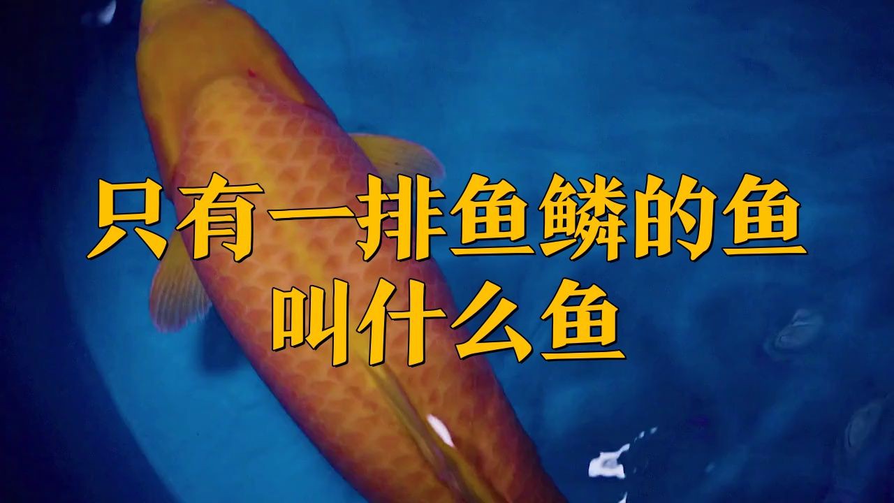 框鏡魚是什么魚【只有一排魚鱗的魚叫什么魚】 框鏡魚是什么魚【只有一排魚鱗的魚叫什么魚】 龍魚百科 第4張