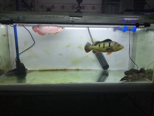 魚缸水垢怎么清理？：如何去除魚缸中的水垢？