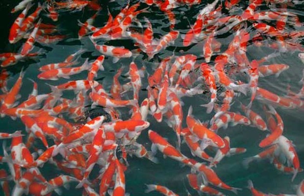 老虎魚吃小魚嗎怎么喂的(虎魚喂小魚好嗎) 虎魚百科 第1張 老虎魚吃小魚嗎怎么喂的(虎魚喂小魚好嗎) 老虎魚吃小魚嗎怎么喂的(虎魚喂小魚好嗎) 虎魚百科 第1張