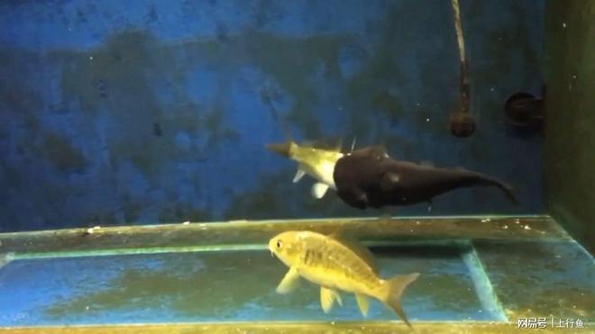 銀龍魚混養(yǎng)視頻播放(銀龍混養(yǎng)底層魚)