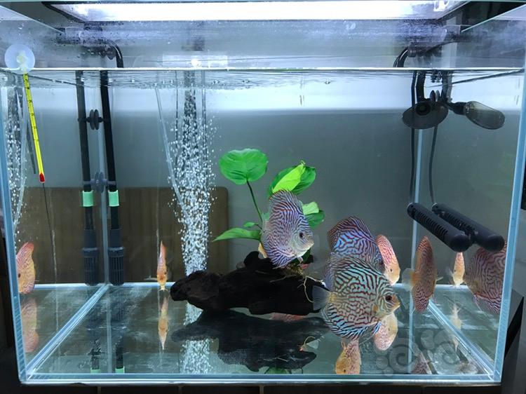 銀龍魚咬其他魚嗎(銀龍魚咬人怎么回事)