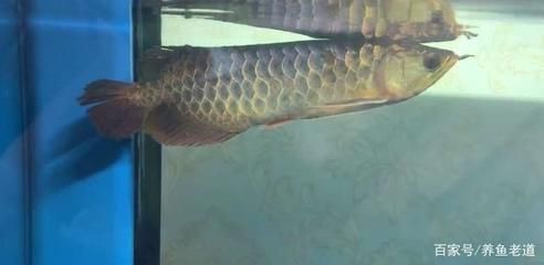龍魚和虎魚打架怎么辦視頻（龍魚與虎魚混養(yǎng)追打掉鱗片）