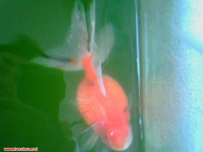 紅龍魚和虎魚混養(yǎng)用什么背景圖最好（紅龍魚跟什么魚混養(yǎng)漂亮）