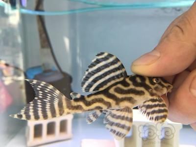 什么龍魚缸好用又便宜，閩江水族龍魚缸怎么選