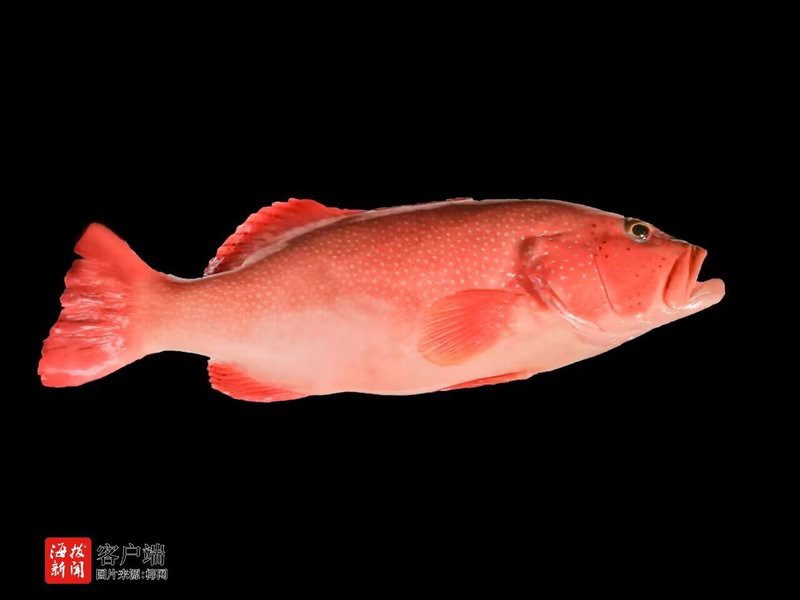 東星斑魚，東星斑為什么被稱為“東星斑”？