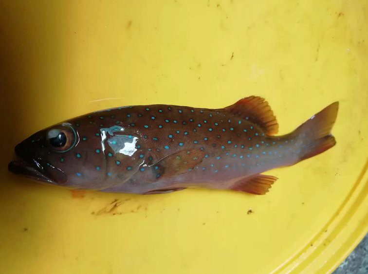 東星斑魚，東星斑為什么被稱為“東星斑”？
