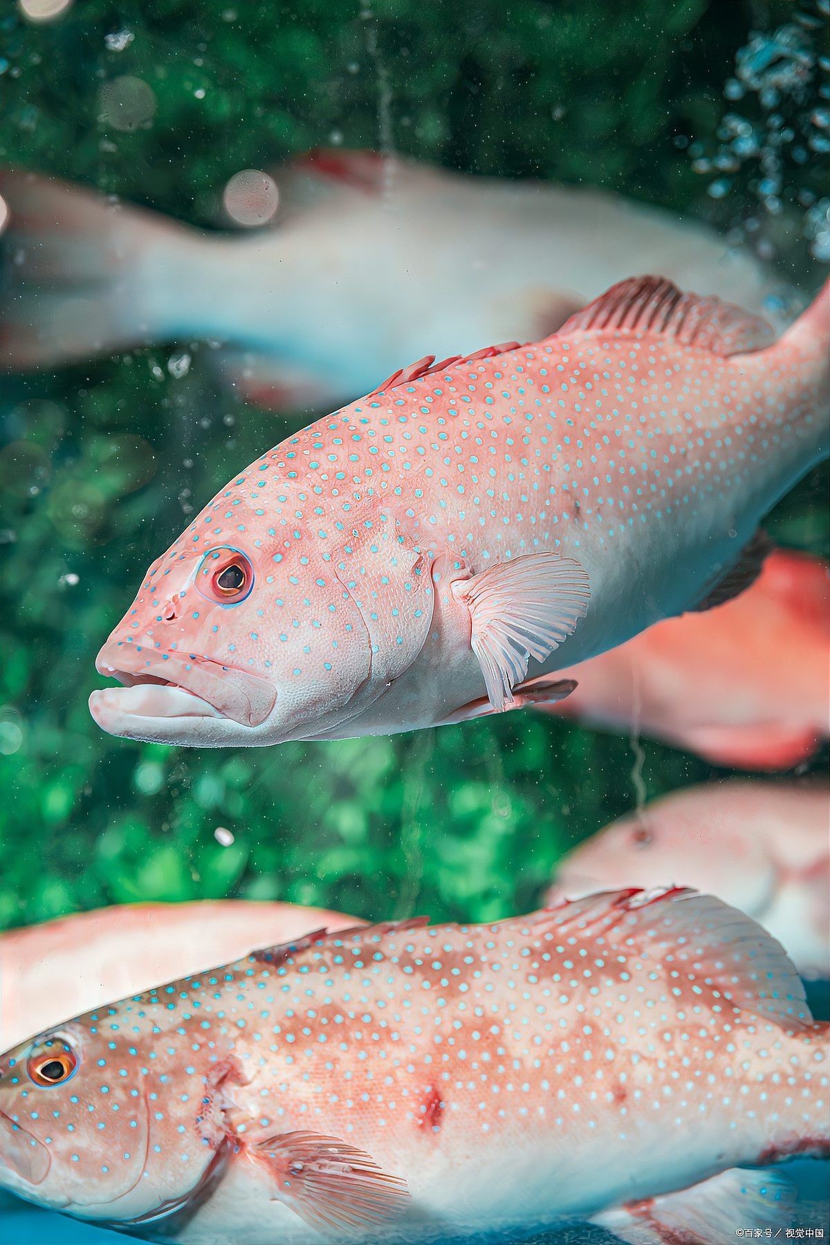 東星斑魚，東星斑為什么被稱為“東星斑”？