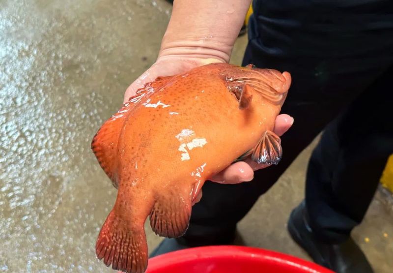 東星斑魚，東星斑為什么被稱為“東星斑”？