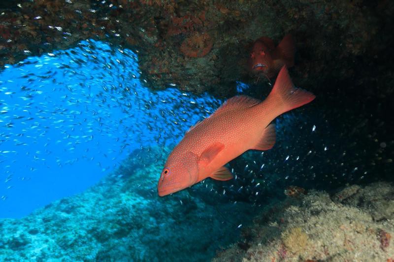 東星斑魚，東星斑為什么被稱為“東星斑”？
