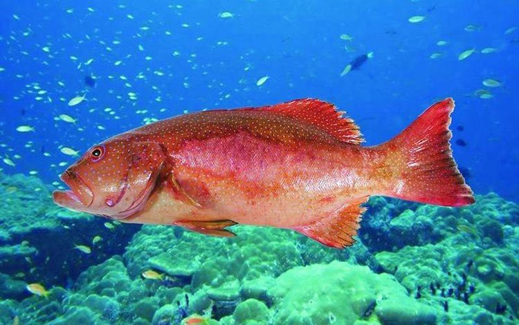 東星斑魚，東星斑為什么被稱為“東星斑”？