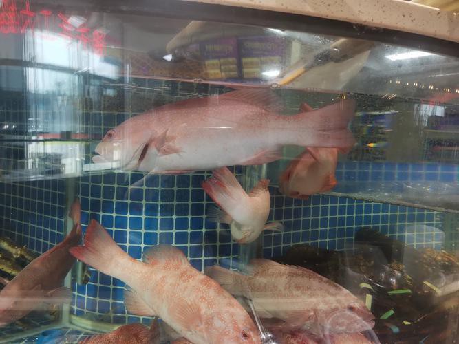 東星斑魚，東星斑為什么被稱為“東星斑”？