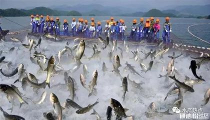 側濾魚缸圖紙：側濾魚缸的日常維護和管理側濾魚缸的日常維護和管理 側濾魚缸圖紙：側濾魚缸的日常維護和管理側濾魚缸的日常維護和管理 魚缸百科 第2張