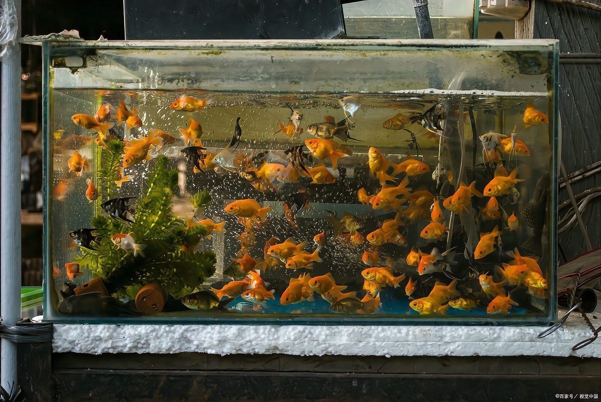 養二條魚不吉利的原因，《養二條魚不吉利的原因》 養二條魚不吉利的原因，《養二條魚不吉利的原因》 龍魚論壇 第8張