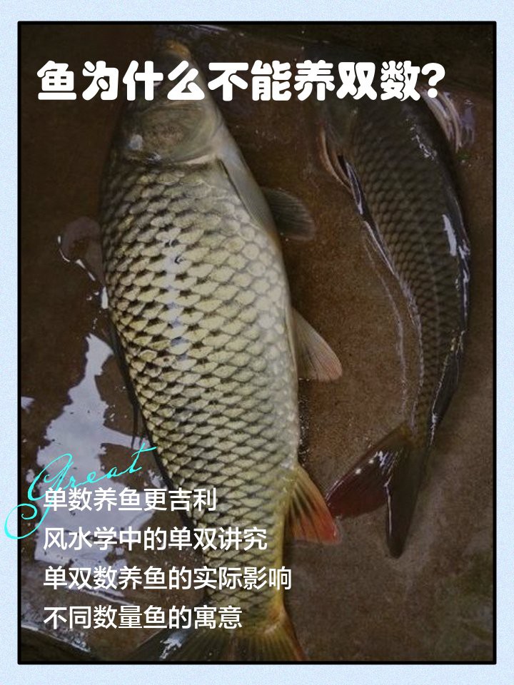 養二條魚不吉利的原因，《養二條魚不吉利的原因》 養二條魚不吉利的原因，《養二條魚不吉利的原因》 龍魚論壇 第3張