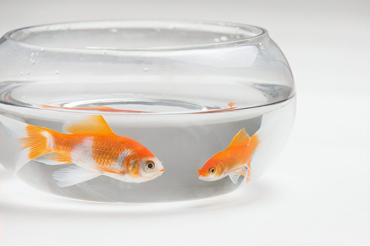 養二條魚不吉利的原因，《養二條魚不吉利的原因》 養二條魚不吉利的原因，《養二條魚不吉利的原因》 龍魚論壇 第6張