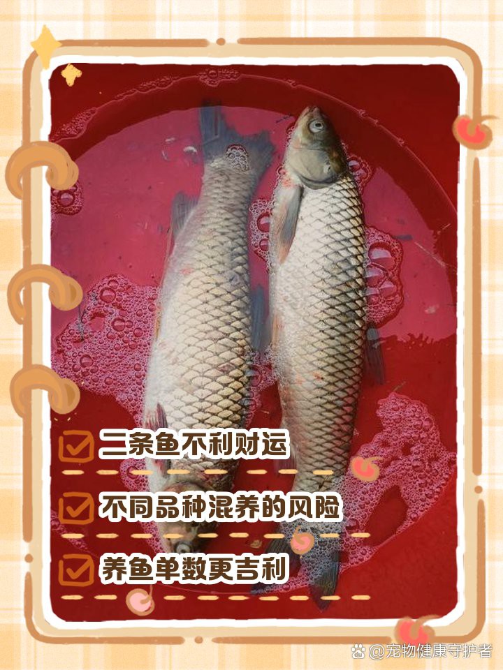 養二條魚不吉利的原因，《養二條魚不吉利的原因》 養二條魚不吉利的原因，《養二條魚不吉利的原因》 龍魚論壇 第1張