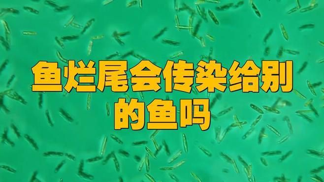 爛尾病對魚有哪些具體影響，魚兒尾巴爛了是怎么回事