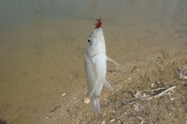 高端魚缸選擇高端魚缸品牌是非常重要的魚缸品牌推薦：如何選擇合適的魚缸尺寸